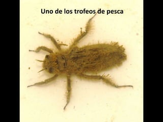 Uno de los trofeos de pesca
 