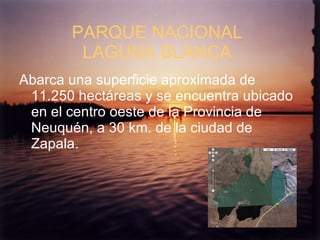 PARQUE NACIONAL
        LAGUNA BLANCA
Abarca una superficie aproximada de
 11.250 hectáreas y se encuentra ubicado
 en el centro oeste de la Provincia de
 Neuquén, a 30 km. de la ciudad de
 Zapala.
 
