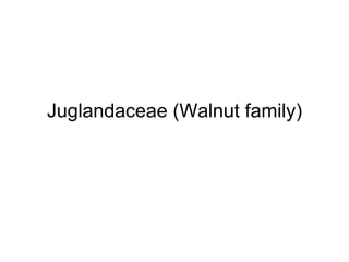 Juglandaceae (Walnut family) 