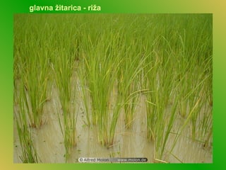 glavna žitarica - riža
 