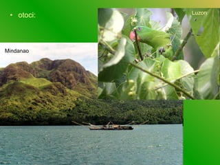 • otoci:
Mindanao
Luzon
 