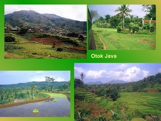 Otok Java
 