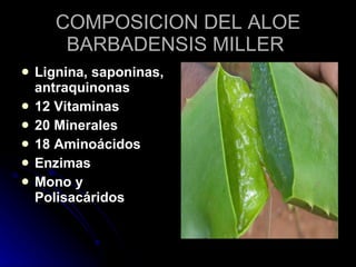 COMPOSICION DEL ALOE BARBADENSIS MILLER  Lignina, saponinas, antraquinonas 12  Vitaminas 20 Minerales 18 Aminoácidos Enzimas Mono y Polisacáridos 