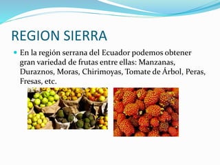 REGION SIERRA
 En la región serrana del Ecuador podemos obtener
gran variedad de frutas entre ellas: Manzanas,
Duraznos, Moras, Chirimoyas, Tomate de Árbol, Peras,
Fresas, etc.
 