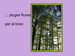 ... pluges fluixes  per al bosc 