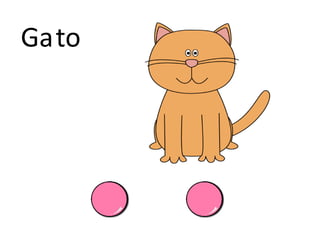 Gato