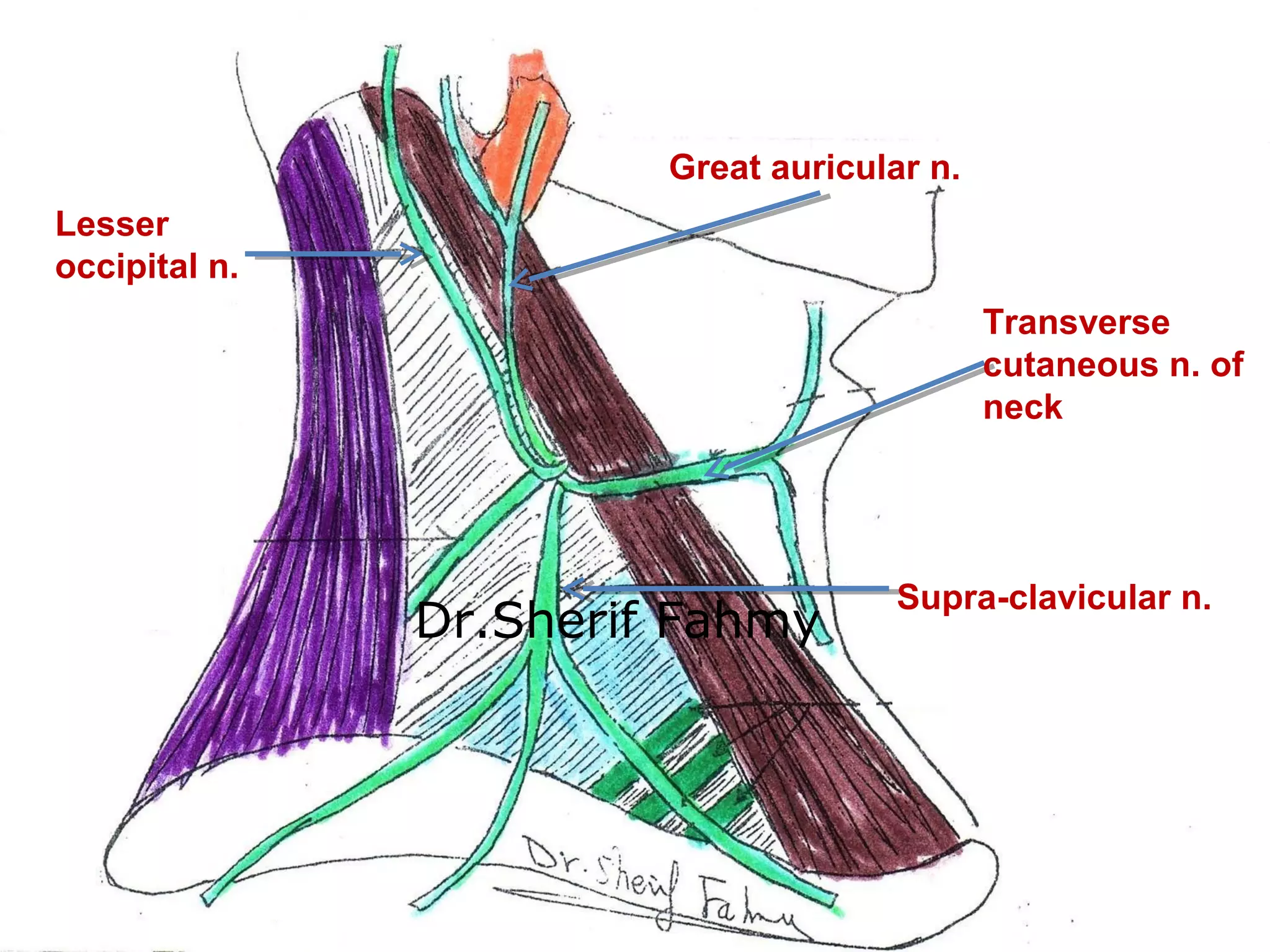 Jugular Veins, Sympathetic Chain & Cervical Plexus (Anatomy of the Neck ...