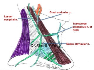 Jugular Veins, Sympathetic Chain & Cervical Plexus (Anatomy of the Neck ...