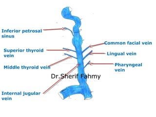 Inferior petrosal
sinus
Common facial vein
Lingual vein
Superior thyroid
vein
Middle thyroid vein
Pharyngeal
vein
Internal...