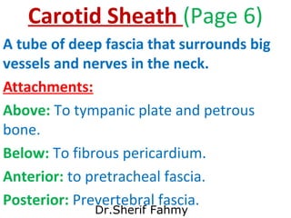 Carotid Sheath (Page 6)
A tube of deep fascia that surrounds big
vessels and nerves in the neck.
Attachments:
Above: To ty...