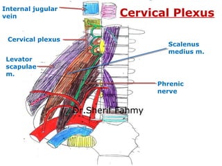 Cervical plexus
Levator
scapulae
m.
Scalenus
medius m.
Internal jugular
vein
Phrenic
nerve
Cervical Plexus
Dr.Sherif Fahmy
 