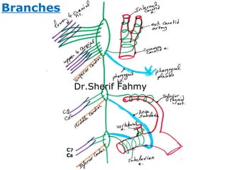 Branches
C7
C8
Dr.Sherif Fahmy
 