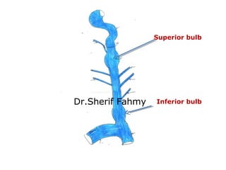 Superior bulb
Inferior bulbDr.Sherif Fahmy
 