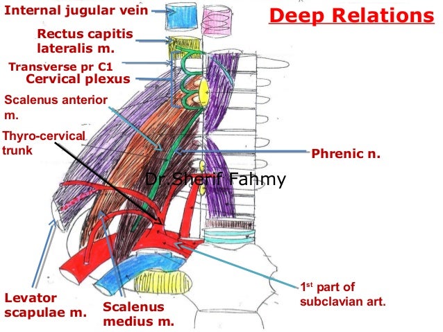 Jugular Veins Sympathetic Chain Cervical Plexus Anatomy