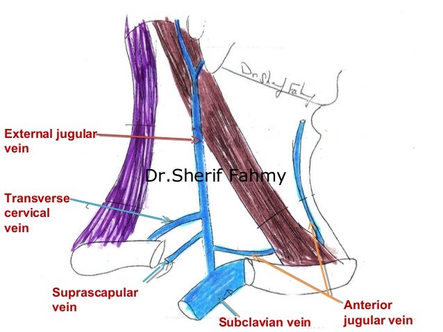 Jugular Veins Sympathetic Chain Cervical Plexus Anatomy