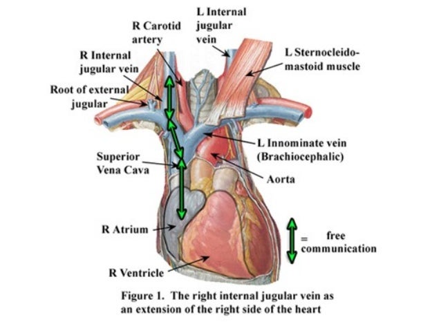Jugular Venous Pressure (JVP) Jugular Venous Pulse Jugular Venous Pressure (JVP) Jugular Venous Pulse