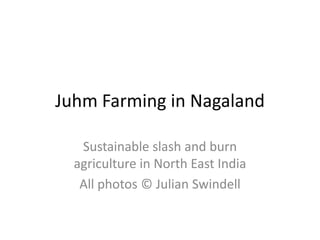 Juhm Farming in Nagaland

   Sustainable slash and burn
  agriculture in North East India
   All photos © Julian Swindell
 