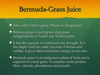 Bermuda-Grass JuiceBermuda-Grass Juice
 Also called Durva grass, Dhoob or ArugampulAlso called Durva grass, Dhoob or Arugampul
 Bahama grass, Couch grass, dog grass,Bahama grass, Couch grass, dog grass,
(arugampullu in Tamil) and Twitch grass.(arugampullu in Tamil) and Twitch grass.
 It has the capacity to withstand any drought. It isIt has the capacity to withstand any drought. It is
the staple food for cattle, favorite of horses andthe staple food for cattle, favorite of horses and
rabbits. It gives them enormous energy to run fast.rabbits. It gives them enormous energy to run fast.
 Bermuda grass is an indigenous plant of Asia and isBermuda grass is an indigenous plant of Asia and is
superior to wheat grass. It contains crude protein,superior to wheat grass. It contains crude protein,
fiber, calcium, phosphorus and potash.fiber, calcium, phosphorus and potash.
 