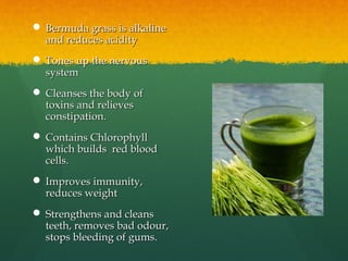  Bermuda grass is alkalineBermuda grass is alkaline
and reduces acidityand reduces acidity
 Tones up the nervousTones up the nervous
systemsystem
 Cleanses the body ofCleanses the body of
toxins and relievestoxins and relieves
constipation.constipation.
 Contains ChlorophyllContains Chlorophyll
which builds red bloodwhich builds red blood
cells.cells.
 Improves immunity,Improves immunity,
reduces weightreduces weight
 Strengthens and cleansStrengthens and cleans
teeth, removes bad odour,teeth, removes bad odour,
stops bleeding of gums.stops bleeding of gums.
 