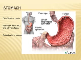 Chief Cells = pesin
Parietal Cells = HCL
and intrinsic factor
Goblet cells = mucus
 