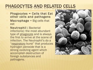  Phagocytes = Cells that Eat
other cells and pathogens
 Macrophage = Big cells that
eat
 Neutrophil ( Bacterial
infections): the most abundant
type of phagocyte and is always
the first to arrive at the scene of
infection. The Neutrophil’s do a
“respiratory burst” that produces
hydrogen peroxide that is a
strong oxidizing agent which
accomplish destruction of
foreign substances and
pathogens.
 