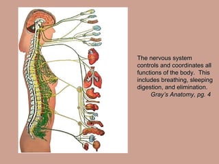 The nervous systemThe nervous system
controls and coordinates allcontrols and coordinates all
functions of the body. Thisfunctions of the body. This
includes breathing, sleepingincludes breathing, sleeping
digestion, and elimination.digestion, and elimination.
Gray’s Anatomy, pg. 4Gray’s Anatomy, pg. 4
 