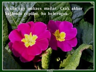 A sün egy makacs madár. Csak akkor hajlandó repülni, ha belerúgok. 