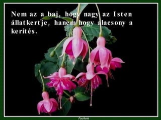 Nem az a baj, hogy nagy az Isten állatkertje, hanem hogy alacsony a kerítés. 