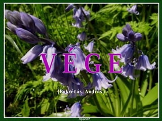 V É G E (Bokrétás András) 
