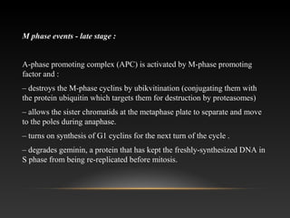 M phase events - late stage :
A-phase promoting complex (APC) is activated by M-phase promoting
factor and :
– destroys the M-phase cyclins by ubikvitination (conjugating them with
the protein ubiquitin which targets them for destruction by proteasomes)
– allows the sister chromatids at the metaphase plate to separate and move
to the poles during anaphase.
– turns on synthesis of G1 cyclins for the next turn of the cycle .
– degrades geminin, a protein that has kept the freshly-synthesized DNA in
S phase from being re-replicated before mitosis.
 