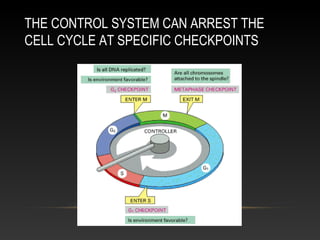 THE CONTROL SYSTEM CAN ARREST THE
CELL CYCLE AT SPECIFIC CHECKPOINTS
 