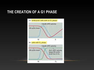 THE CREATION OF A G1 PHASE
 