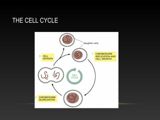 THE CELL CYCLE
 