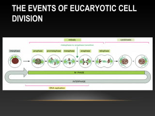 THE EVENTS OF EUCARYOTIC CELL
DIVISION
 