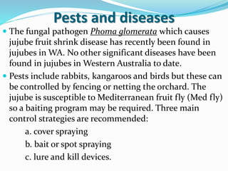Pests and diseases
 The fungal pathogen Phoma glomerata which causes
jujube fruit shrink disease has recently been found in
jujubes in WA. No other significant diseases have been
found in jujubes in Western Australia to date.
 Pests include rabbits, kangaroos and birds but these can
be controlled by fencing or netting the orchard. The
jujube is susceptible to Mediterranean fruit fly (Med fly)
so a baiting program may be required. Three main
control strategies are recommended:
a. cover spraying
b. bait or spot spraying
c. lure and kill devices.
 