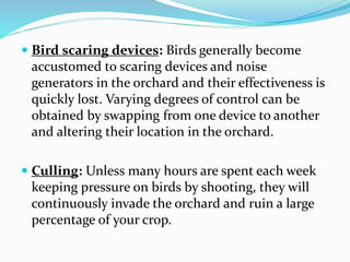  Bird scaring devices: Birds generally become
accustomed to scaring devices and noise
generators in the orchard and their effectiveness is
quickly lost. Varying degrees of control can be
obtained by swapping from one device to another
and altering their location in the orchard.
 Culling: Unless many hours are spent each week
keeping pressure on birds by shooting, they will
continuously invade the orchard and ruin a large
percentage of your crop.
 