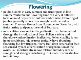 Flowering
 Jujube blooms in early summer and fruit ripens in late
summer/autumn but flowering time can vary at different
locations and depends on cultivar and climate. Flowering of
jujubes generally occurs over an eight week period in
summer. The trees flower from November to December, with
fruit starting to ripen at the end of February.
 most cultivars are self-fertile, pollination can be enhanced
through the introduction of bees. Pollen is sticky and
therefore wind pollination ineffective. Pollen viability is low
in most cultivars. Jujube trees typically have abundant
flowering but low fruit set. Heavy fruit drop occurs after fruit
set, caused by lack of fertilization or degeneration of the
ovule. Soil moisture stress, low relative humidity, lack of
sunlight and strong winds during fruit maturity can also lead
to fruit drop.
 