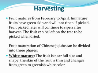 Harvesting
 Fruit matures from February to April. Immature
fruits have green skin and will not ripen if picked.
Fruit picked later will continue to ripen after
harvest. The fruit can be left on the tree to be
picked when dried.
Fruit maturation of Chinese jujube can be divided
into three phases:
 White mature: The fruit is near full size and
shape; the skin of the fruit is thin and changes
from green to greenish white color.
 