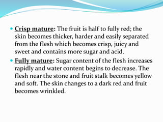  Crisp mature: The fruit is half to fully red; the
skin becomes thicker, harder and easily separated
from the flesh which becomes crisp, juicy and
sweet and contains more sugar and acid.
 Fully mature: Sugar content of the flesh increases
rapidly and water content begins to decrease. The
flesh near the stone and fruit stalk becomes yellow
and soft. The skin changes to a dark red and fruit
becomes wrinkled.
 