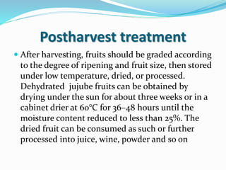 Postharvest treatment
 After harvesting, fruits should be graded according
to the degree of ripening and fruit size, then stored
under low temperature, dried, or processed.
Dehydrated jujube fruits can be obtained by
drying under the sun for about three weeks or in a
cabinet drier at 60°C for 36–48 hours until the
moisture content reduced to less than 25%. The
dried fruit can be consumed as such or further
processed into juice, wine, powder and so on
 