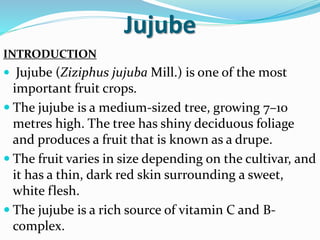 Jujube
INTRODUCTION
 Jujube (Ziziphus jujuba Mill.) is one of the most
important fruit crops.
 The jujube is a medium-sized tree, growing 7–10
metres high. The tree has shiny deciduous foliage
and produces a fruit that is known as a drupe.
 The fruit varies in size depending on the cultivar, and
it has a thin, dark red skin surrounding a sweet,
white flesh.
 The jujube is a rich source of vitamin C and B-
complex.
 