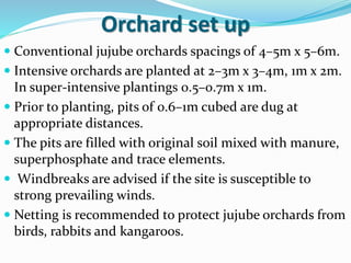 Orchard set up
 Conventional jujube orchards spacings of 4–5m x 5–6m.
 Intensive orchards are planted at 2–3m x 3–4m, 1m x 2m.
In super-intensive plantings 0.5–0.7m x 1m.
 Prior to planting, pits of 0.6–1m cubed are dug at
appropriate distances.
 The pits are filled with original soil mixed with manure,
superphosphate and trace elements.
 Windbreaks are advised if the site is susceptible to
strong prevailing winds.
 Netting is recommended to protect jujube orchards from
birds, rabbits and kangaroos.
 