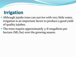 Irrigation
 Although jujube trees can survive with very little water,
irrigation is an important factor to produce a good yield
of quality jujubes.
 The trees require approximately 3–8 megalitres per
hectare (ML/ha) over the growing season.
 