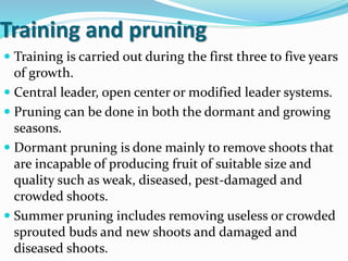 Training and pruning
 Training is carried out during the first three to five years
of growth.
 Central leader, open center or modified leader systems.
 Pruning can be done in both the dormant and growing
seasons.
 Dormant pruning is done mainly to remove shoots that
are incapable of producing fruit of suitable size and
quality such as weak, diseased, pest-damaged and
crowded shoots.
 Summer pruning includes removing useless or crowded
sprouted buds and new shoots and damaged and
diseased shoots.
 