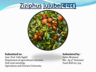 Ziziphus jujube(बयर)
Submitted to: Submitted by:
Asst. Prof. Udit Sigdel Sabin Bhattarai
Department of agricultural extension BSc. Ag 5th Semester
And rural sociology Exam Roll no: 524
Agriculture and Forestry University
 