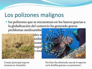 Los polizones malignos
 los polizones que se encuentran en los barcos gracias a
la globalización del comercio ha generado graves
problemas medioambientales .
 Ya que estos animales se encuentran en sus habitas
naturales donde también están su depredadores
naturales pero al momento de llegar a un nuevo
ecosistema desprotegido se puede proliferar muy
fácilmente dejando una huella ambiental en las
especies.
Conejo (principal especie
invasora en Australia)
Pez león (ha eliminado mas de 6 especies
en la Antillas gracias a su presencia )
 