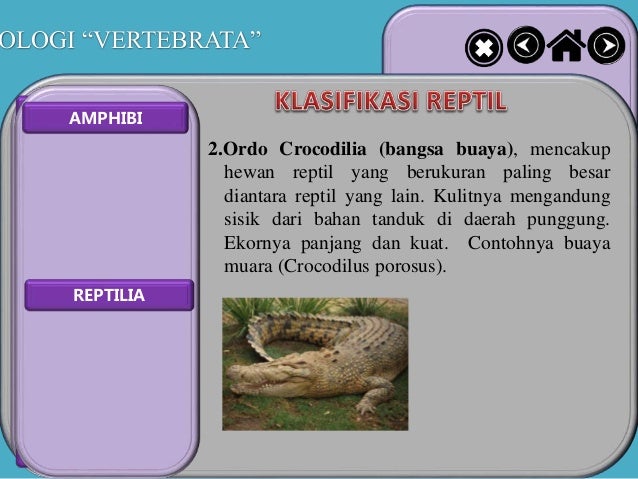 Binatang reptil berukuran besar bernapas dengan paru