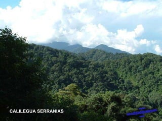 CALILEGUA SERRANIAS 