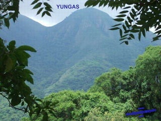 YUNGAS 
