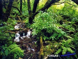 YUNGAS 